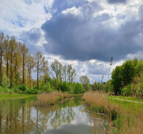 Vijverlandschap met bomen, riet en dramatische wolkenlucht.