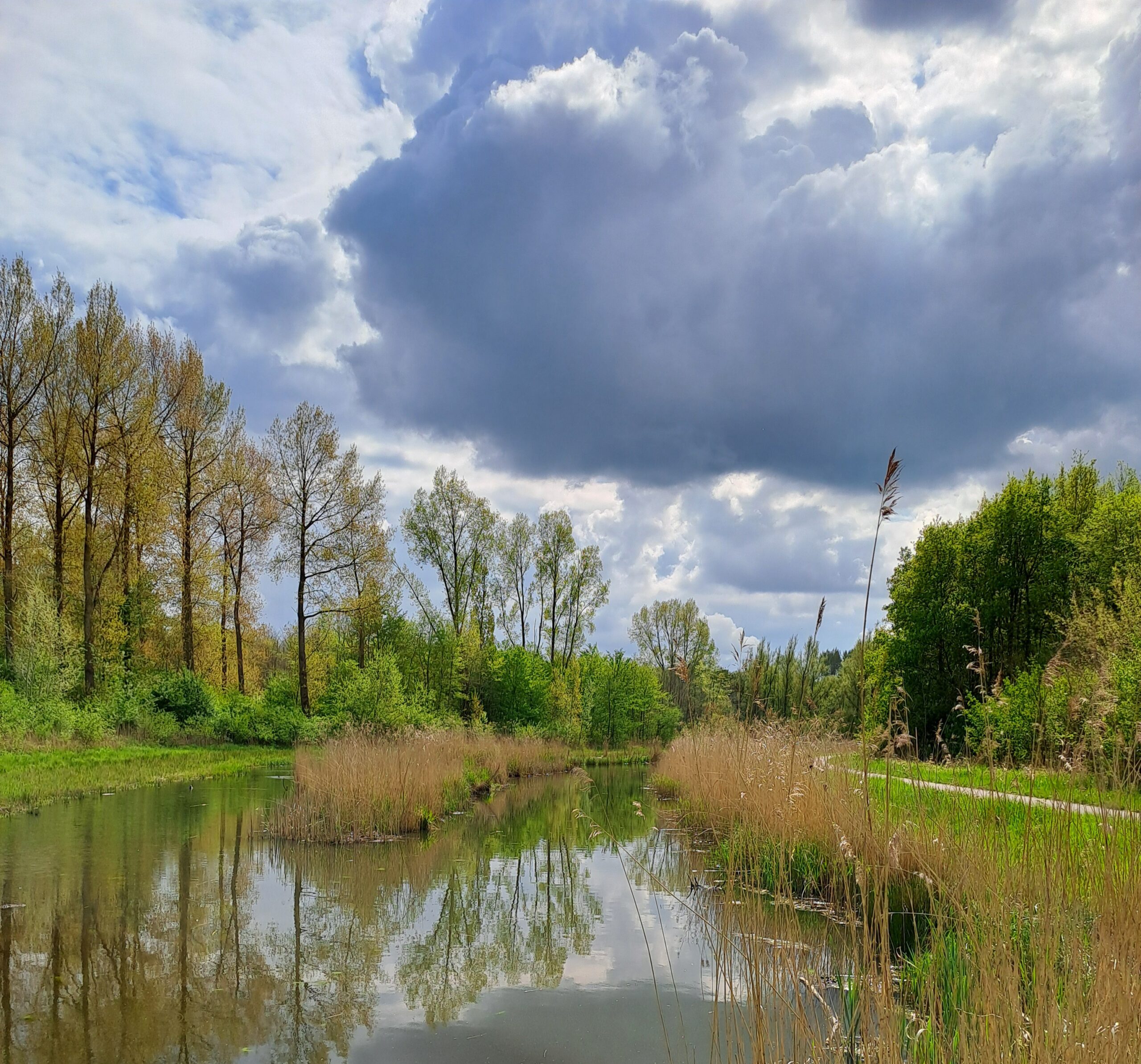 Vijverlandschap met bomen, riet en dramatische wolkenlucht.