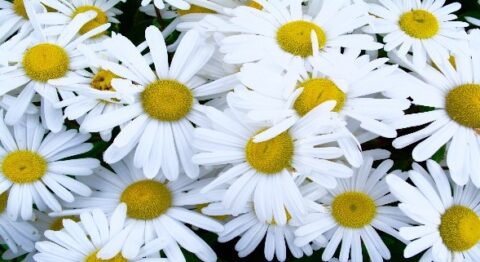 Witte margrietbloemen met gele centra, dicht op elkaar gepakt.