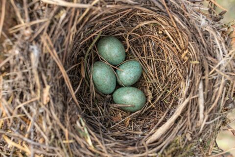 Vogelnest met vier blauwe eieren genesteld in een bed van takjes en gras.