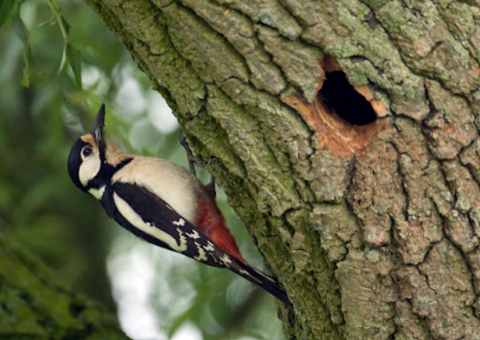 Specht op een boomstam naast een gat, tegen een groene achtergrond.