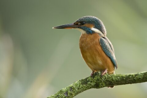 IJsvogel op bemoste tak tegen een groene achtergrond.