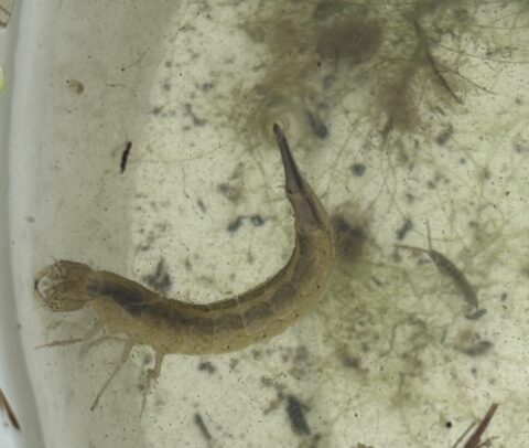 Een insectenlarve met uitsteeksels in troebel water met algen.