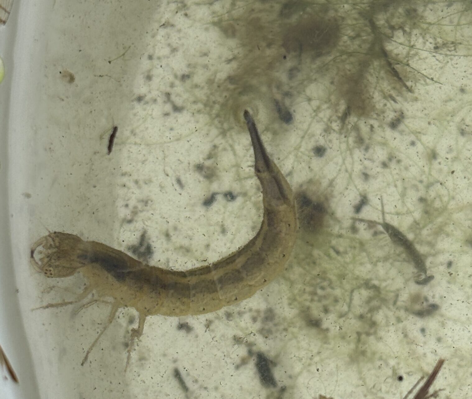 Een insectenlarve met uitsteeksels in troebel water met algen.