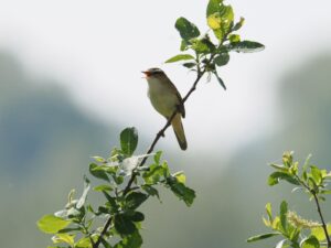 Zingende vogel op tak met bladeren tegen een wazige achtergrond.