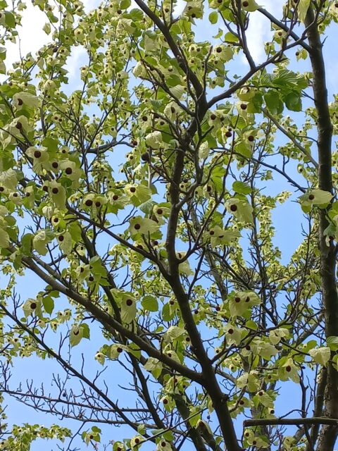 Boom met lichtgroene bladeren en witte bloemen tegen een blauwe hemel.