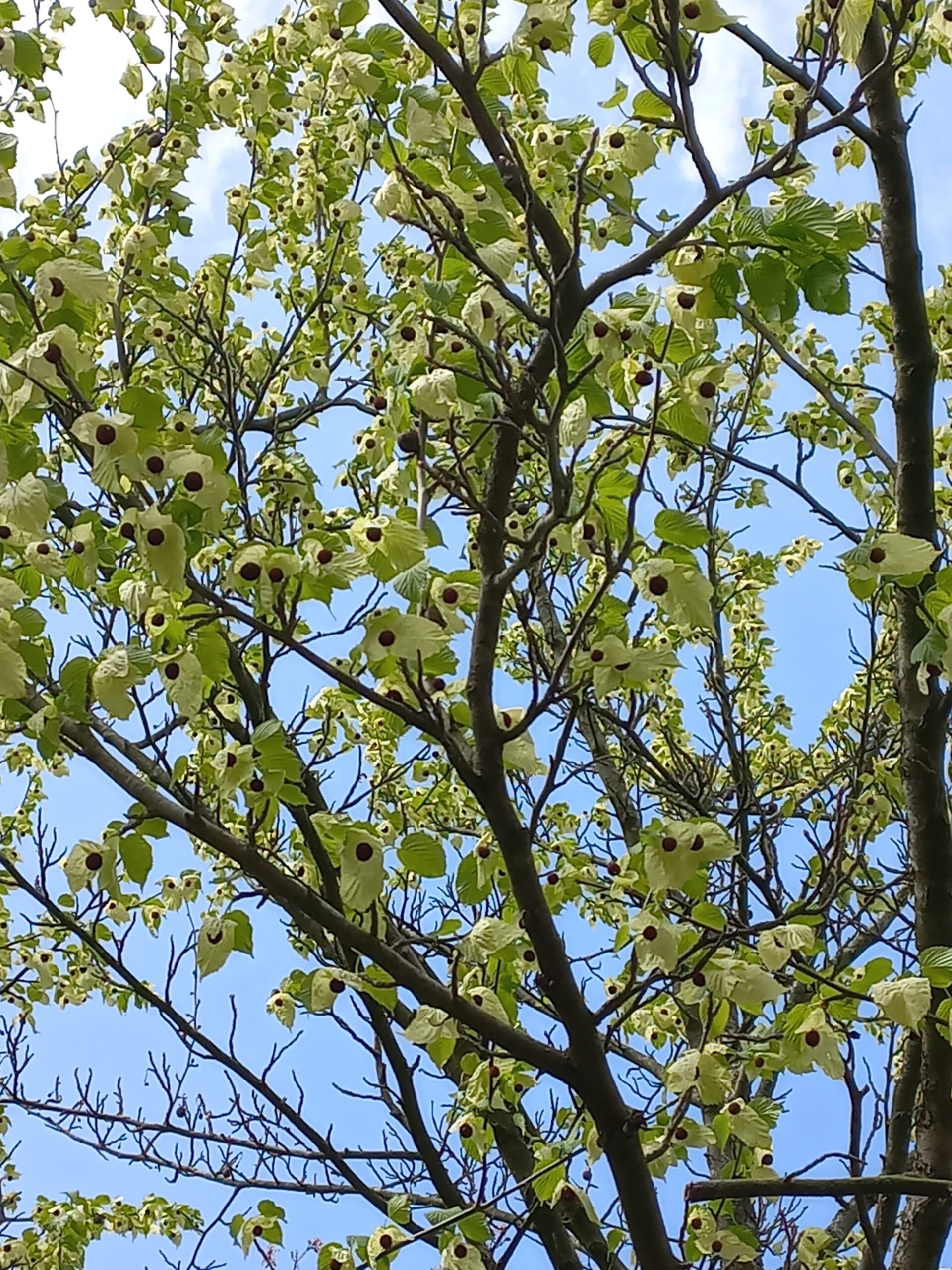 Boom met lichtgroene bladeren en witte bloemen tegen een blauwe hemel.