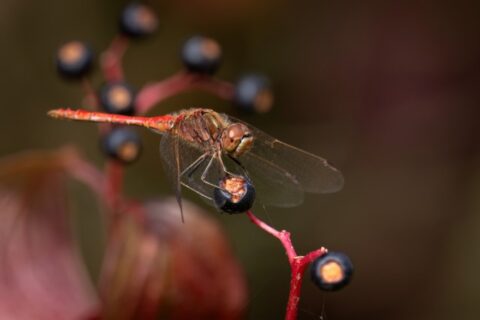 Rode libel rust op een tak met donkere bessen, tegen een wazige achtergrond.