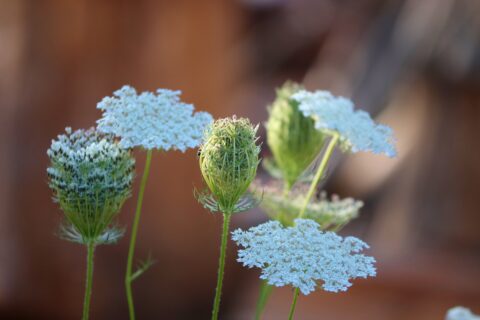 Witte bloemen in dichte clusters tegen een wazige achtergrond.