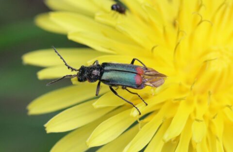 Groene kever op gele bloem met open vleugels.