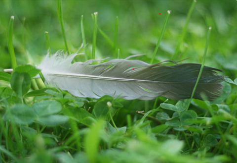 Een enkele veer ligt op groen gras en klaverblad.