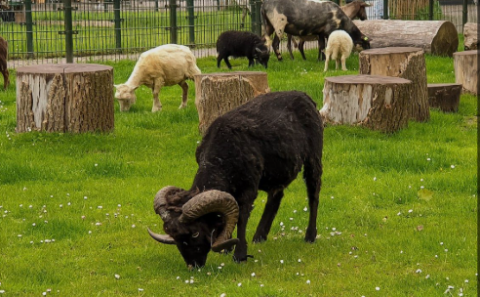 Zwart schaap met hoorns graast, andere schapen en boomstammen op groene weide.