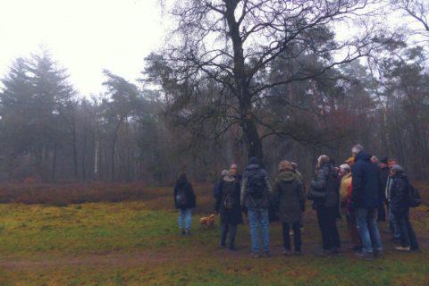 p1350816_bij_een_berk_de_stam_bekijken