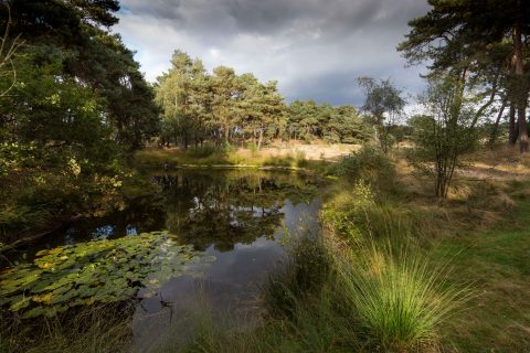 Groene Gids
