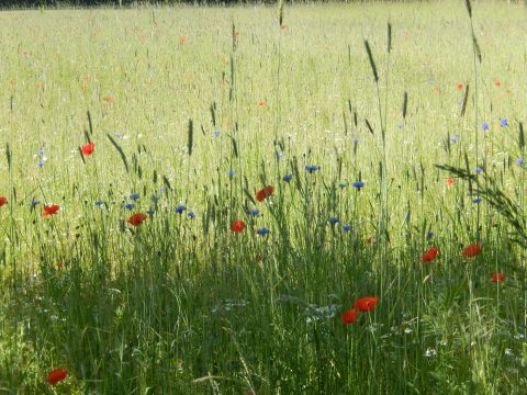 Veld met groene grasstengels, verspreide rode klaprozen en blauwe korenbloemen.