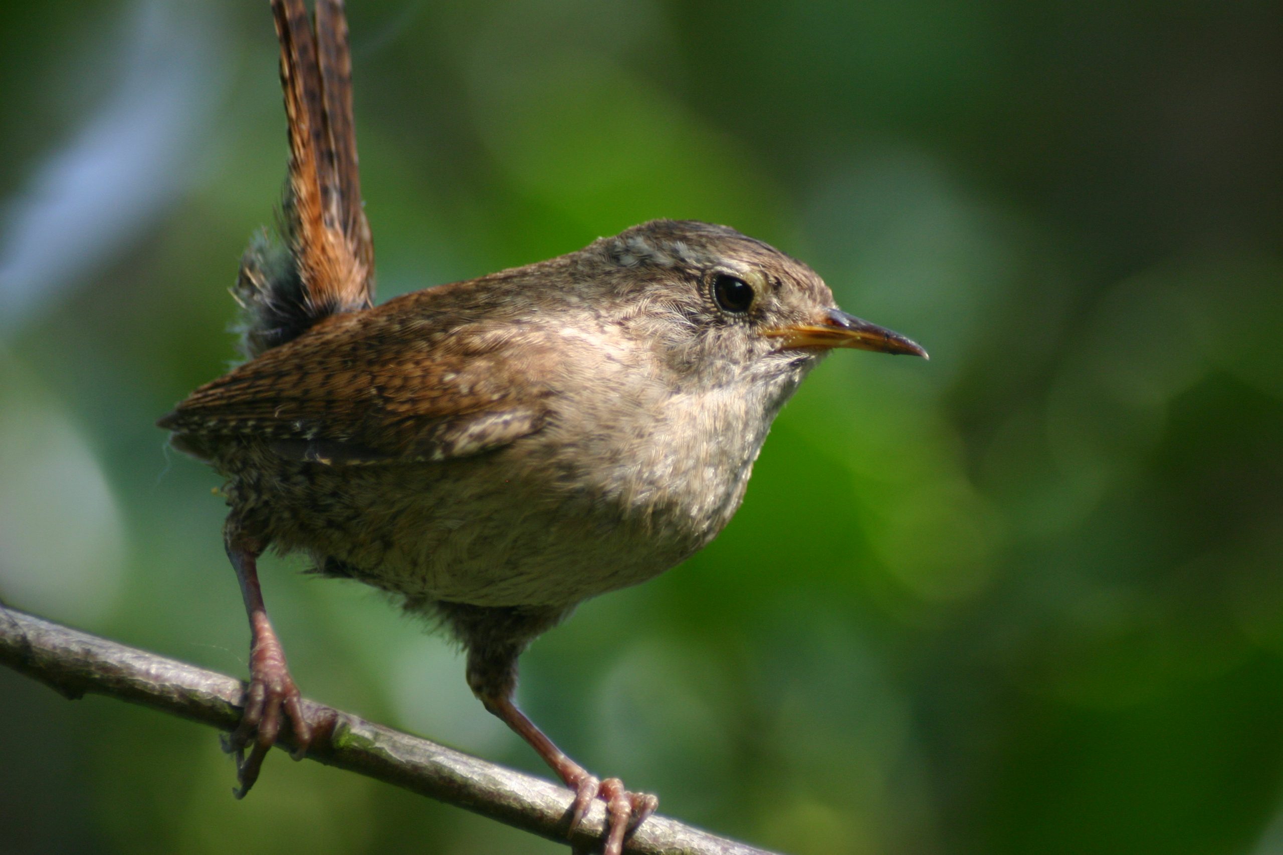 Kleine vogel met bruin verenkleed zit op een tak tegen een groene achtergrond.