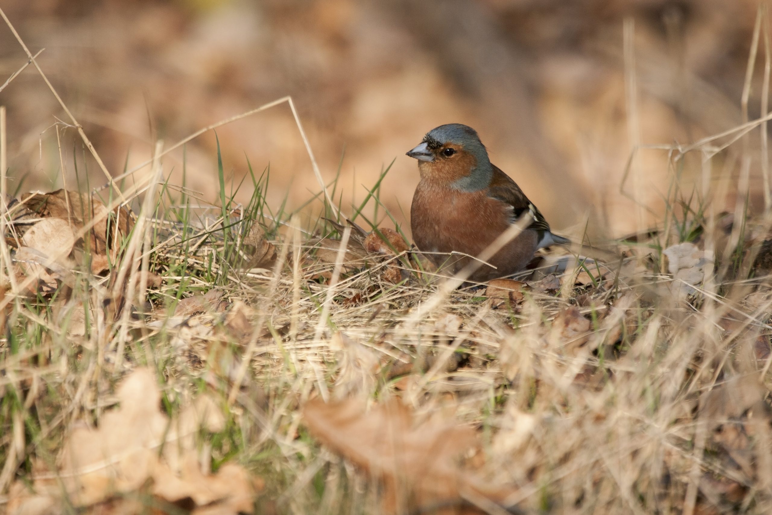 Een vink zit op de grond tussen droog gras en bladeren.