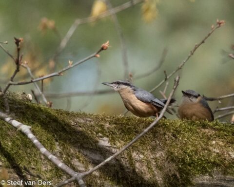 Twee kleine vogels op een met mos bedekte tak omringd door onscherpe takken.