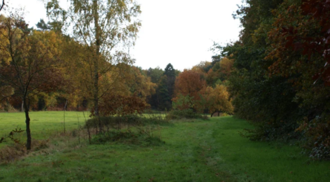 Herfstlandschap met grasveld, hoge bomen in herfstkleuren, en een bosrijke achtergrond.