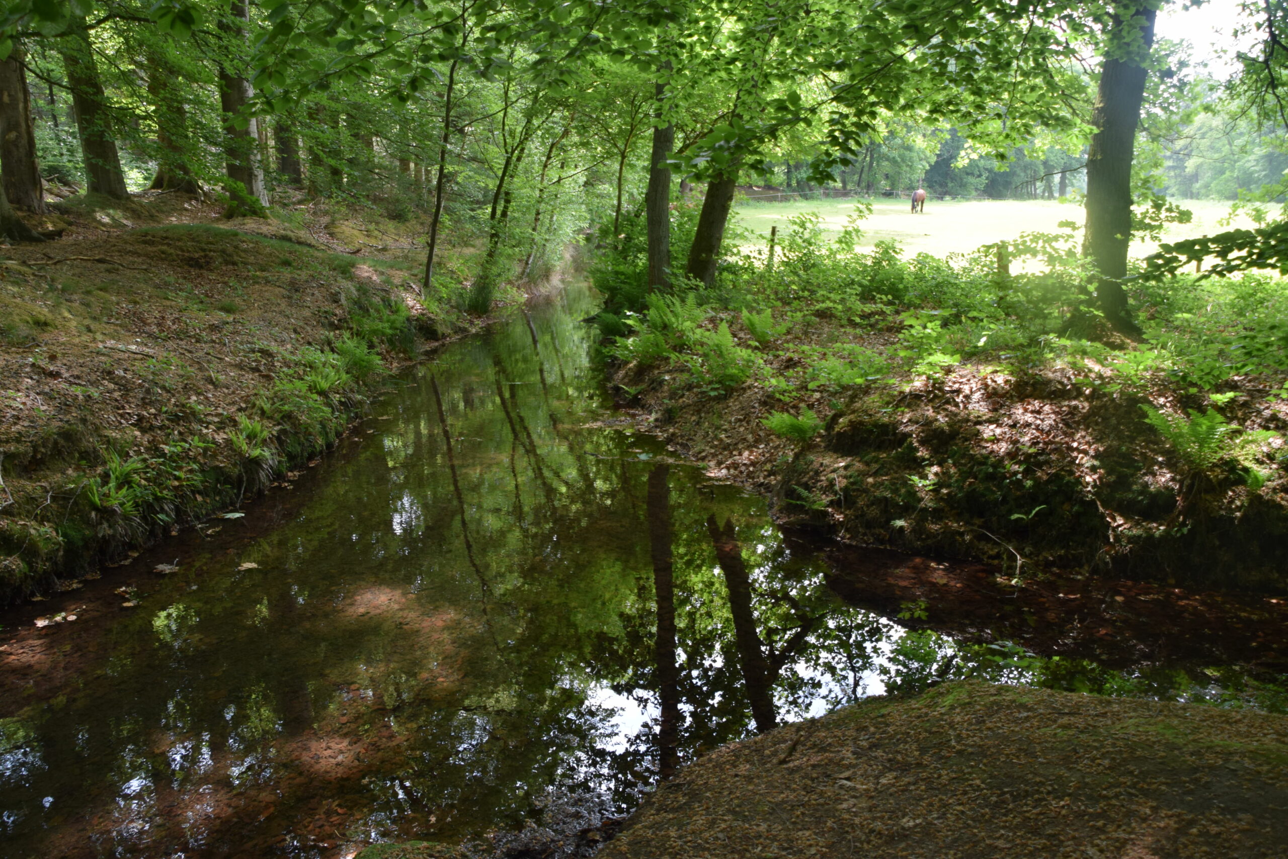 Bosbeek met overhangende bomen, een grasveld en een paard in de verte op een zonnige dag.