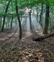Bos met zonnestralen die door de bomen schijnen, bedekt met herfstbladeren.