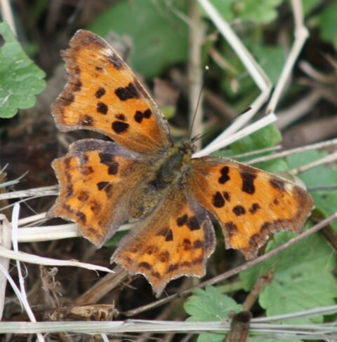 Oranje vlinder met donkere vlekken zit op droog gras en groene bladeren.