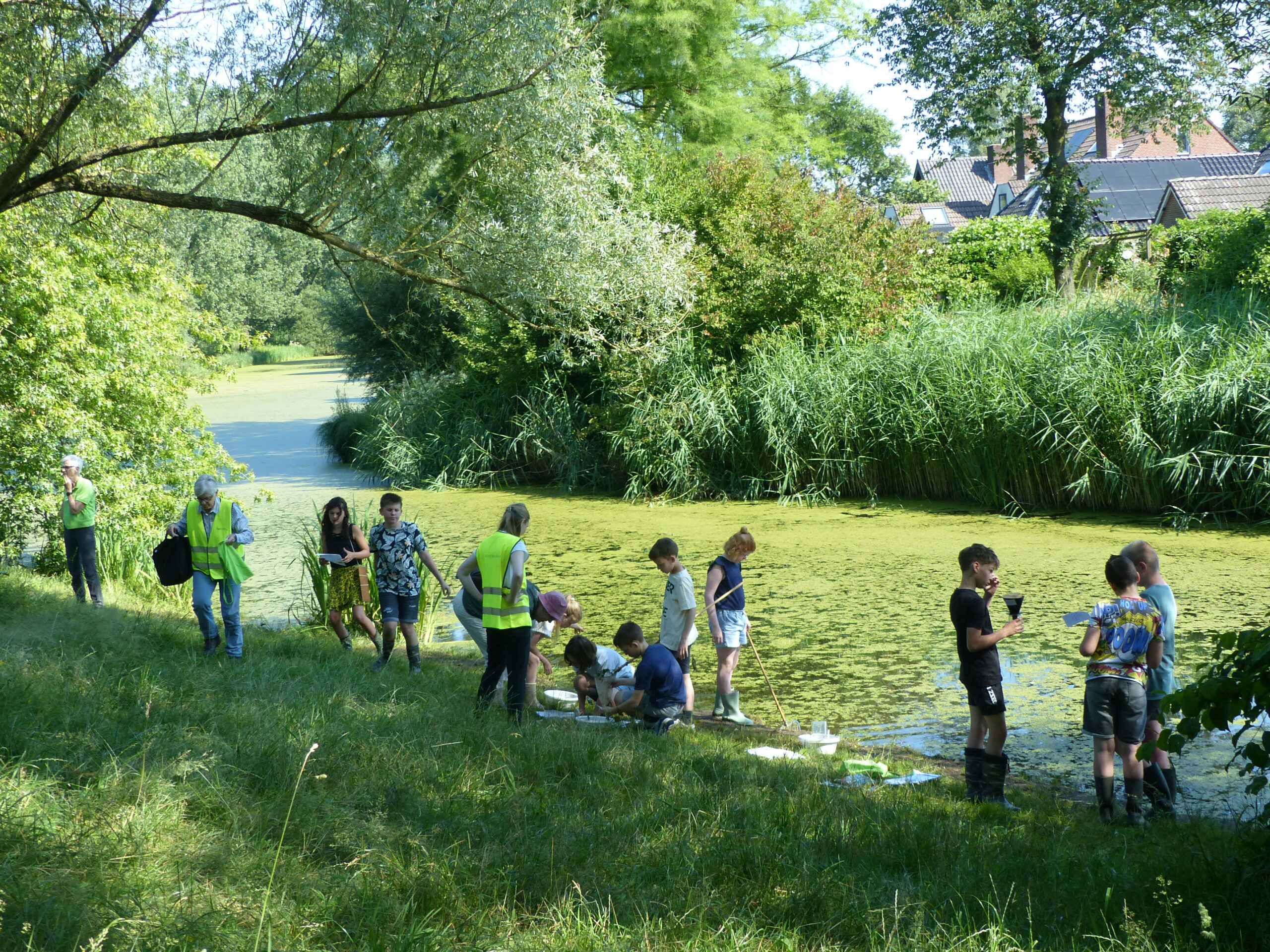Mensen onderzoeken waterleven langs een groene vijver, omgeven door bomen en riet.