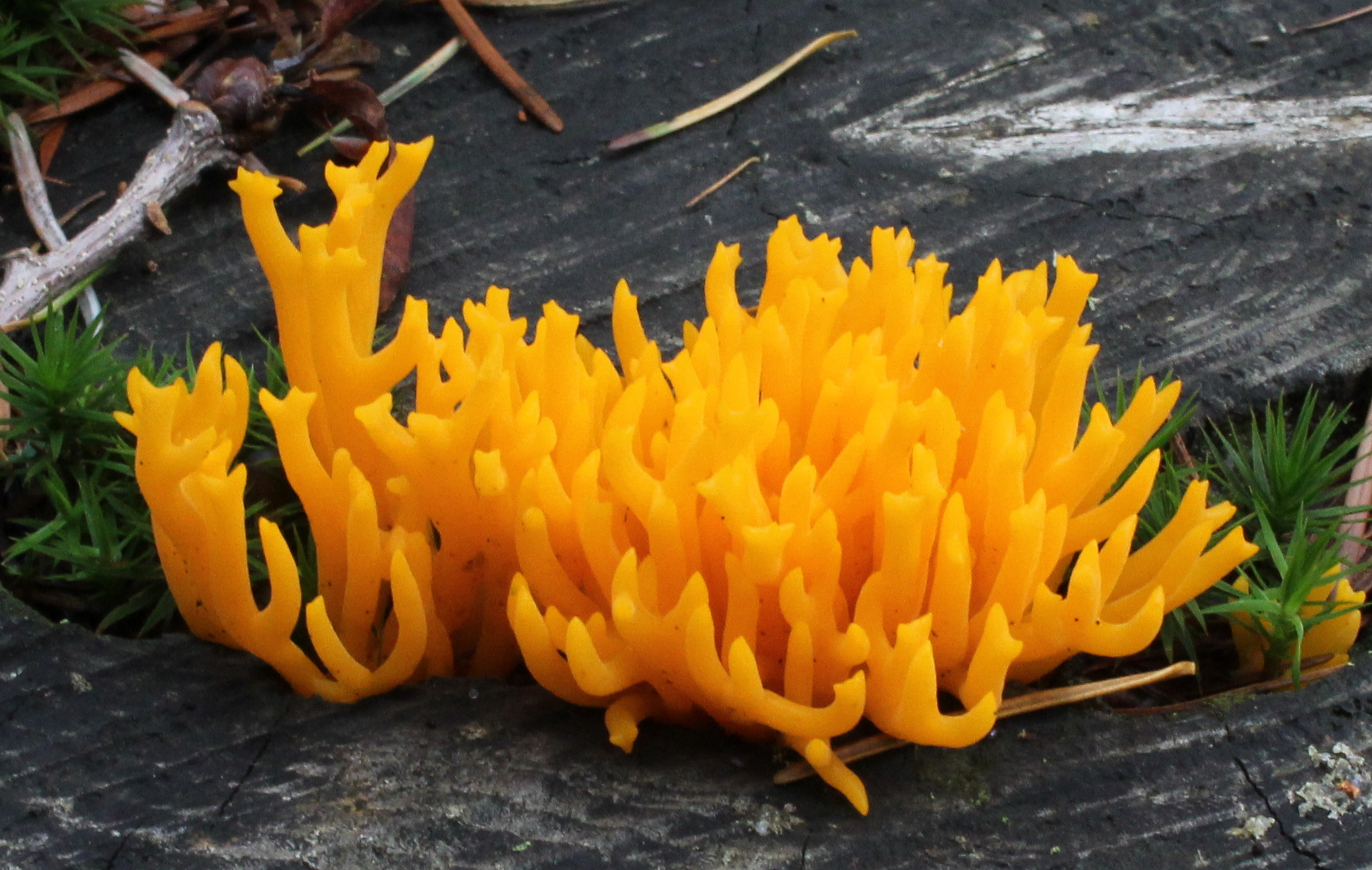 Heldergele koraalzwam groeit op een donkere, verweerde boomstronk met wat groen mos.