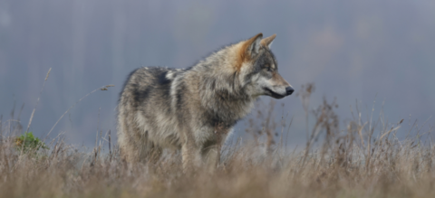 Een wolf staat in een veld met hoge grassen, kijkend naar rechts.