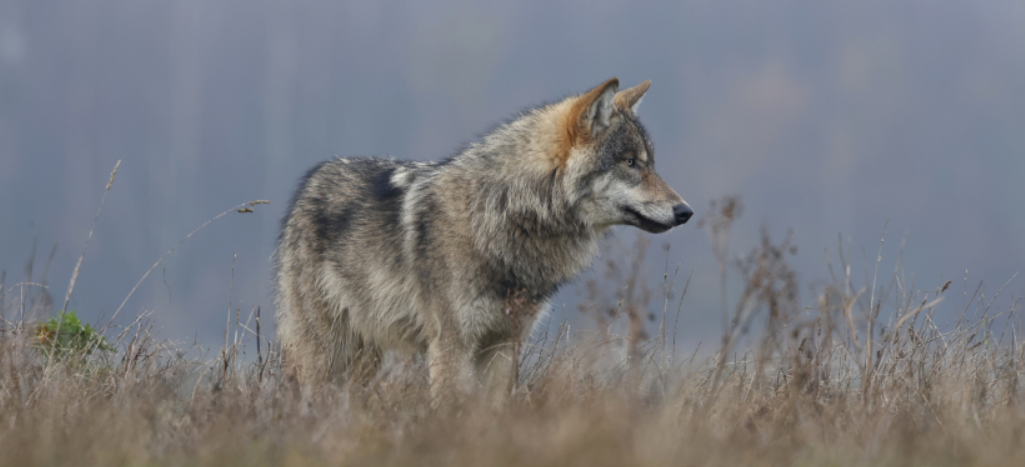 Een wolf staat in een veld met hoge grassen, kijkend naar rechts.