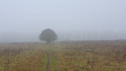 Eenzaam pad en boom in mistig veld; achtergrond met vage bomen.