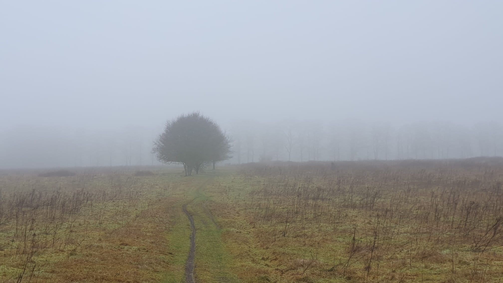 Eenzaam pad en boom in mistig veld; achtergrond met vage bomen.