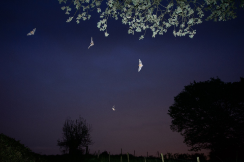 Vleermuizen vliegen in de schemering onder een boomtak; silhouetten van bomen op de achtergrond.