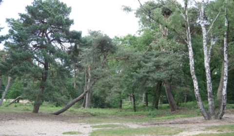 Een boslandschap met dennenbomen en berken op een zandachtige ondergrond.