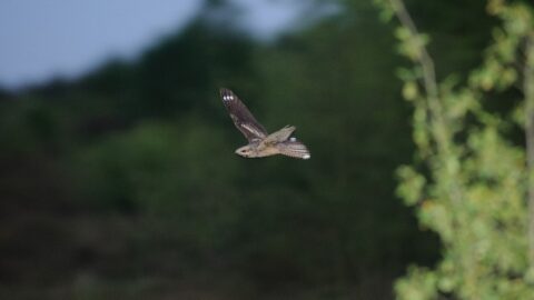 Nachtzwaluw vliegt in schemering boven een groene, wazige achtergrond.