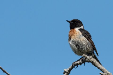Vogeltje met zwart-witte kop en rode borst op tak tegen een blauwe lucht.