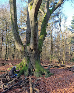 Grote boom in bos met persoon zittend bij de wortels op een bed van bruine bladeren.