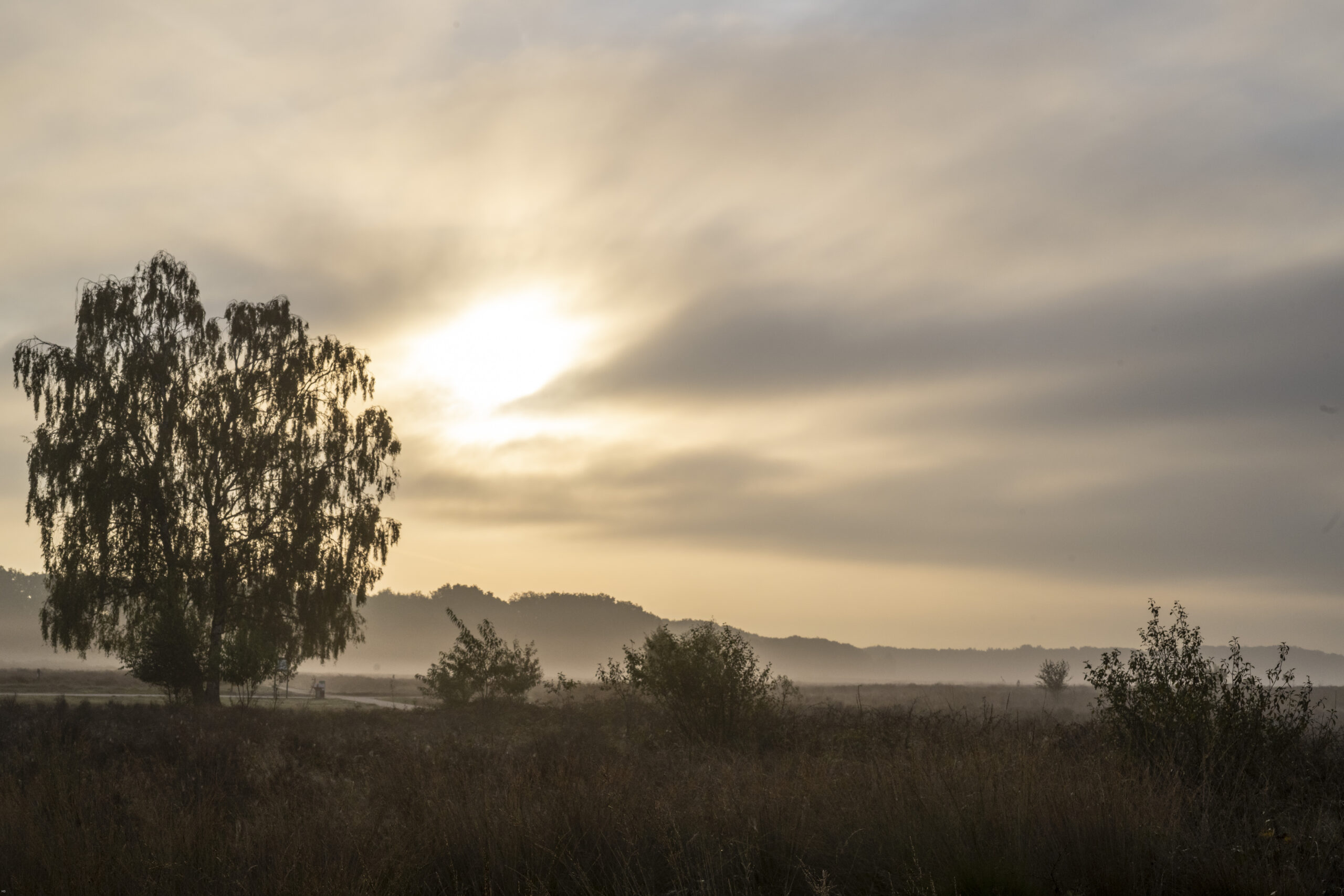 Mistige zonsopgang boven een rustig veld met een grote, silhouetachtige boom links.