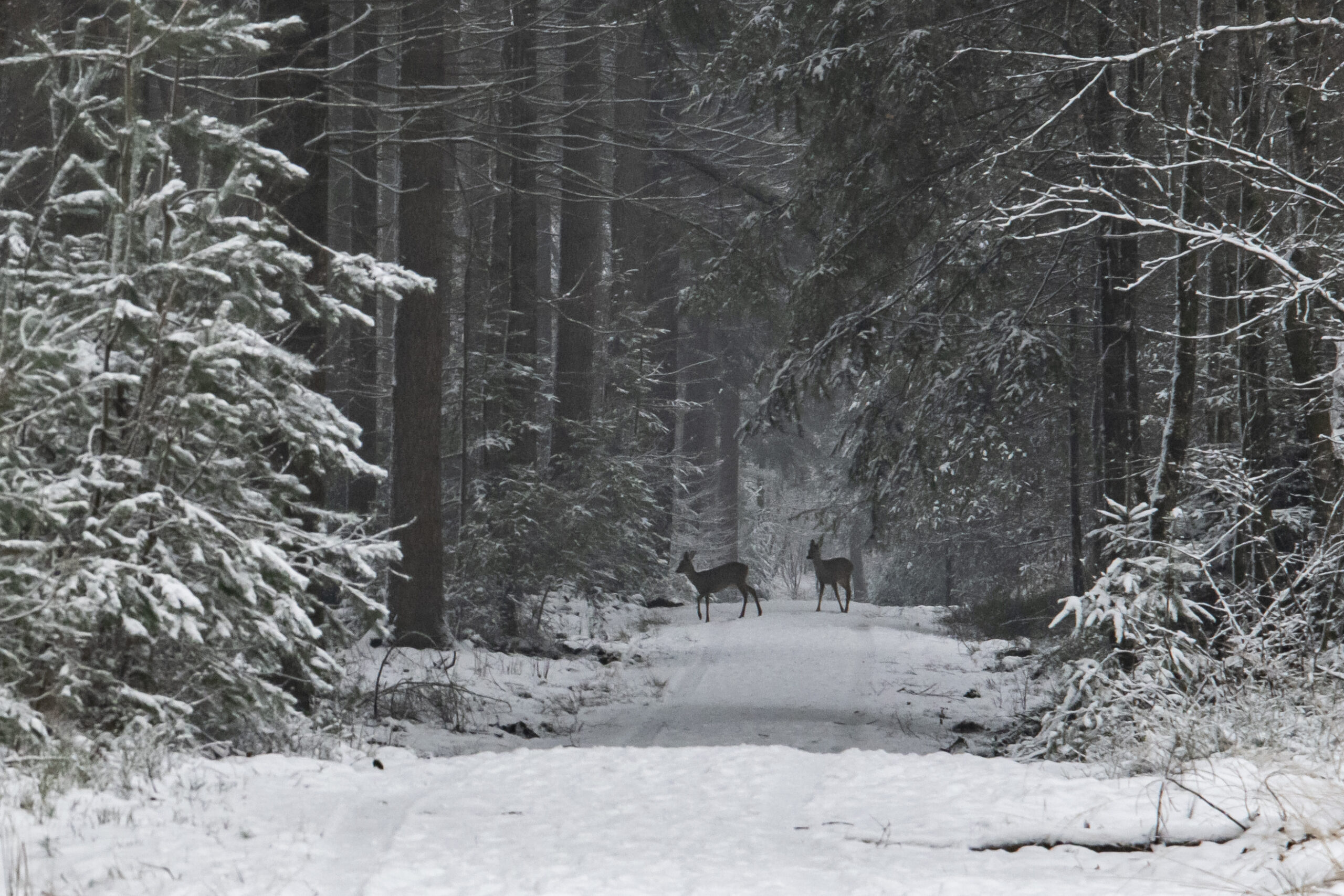 Twee herten op een besneeuwd bospad, omgeven door besneeuwde bomen.