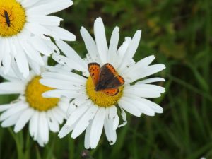 kleine_vuurvlinder_op_margriet_s0013067