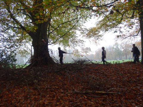 Vier mensen verzamelen takken onder een grote boom in een herfstig boslandschap.