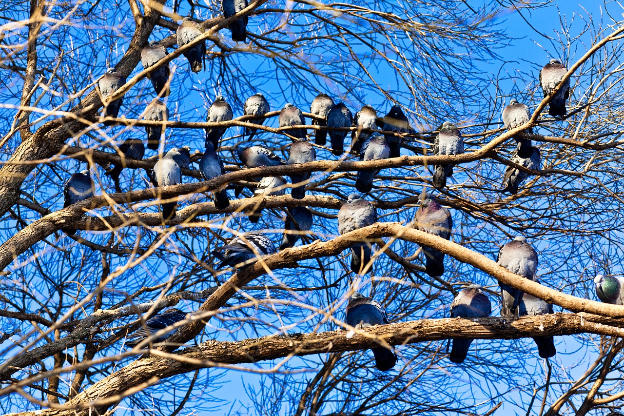 Vele duiven zitten dicht op elkaar op de kale takken van een boom, tegen een blauwe lucht.