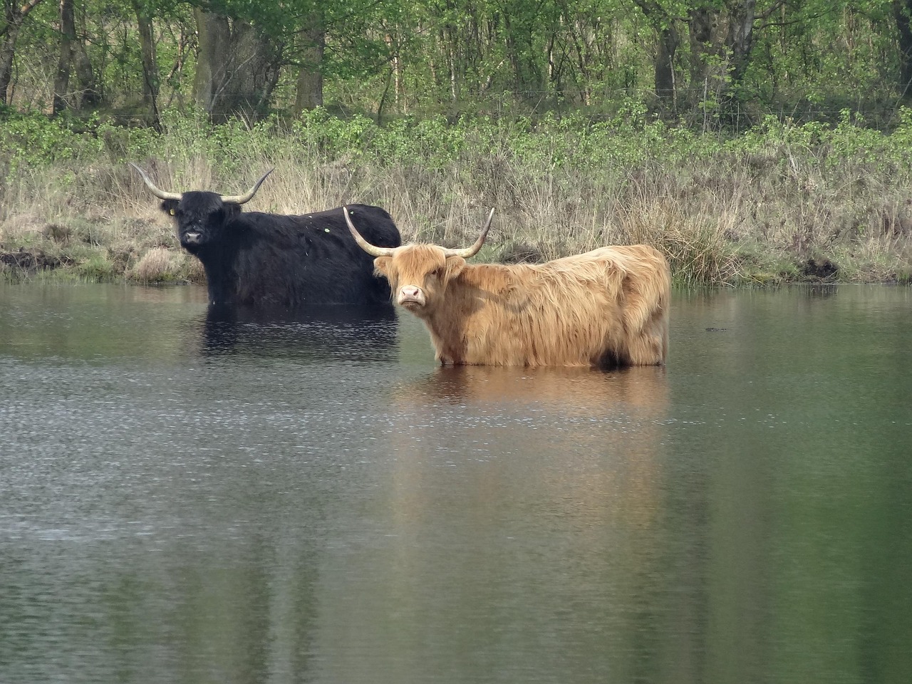 Twee Schotse hooglanders staan deels in het water, omringd door groen.