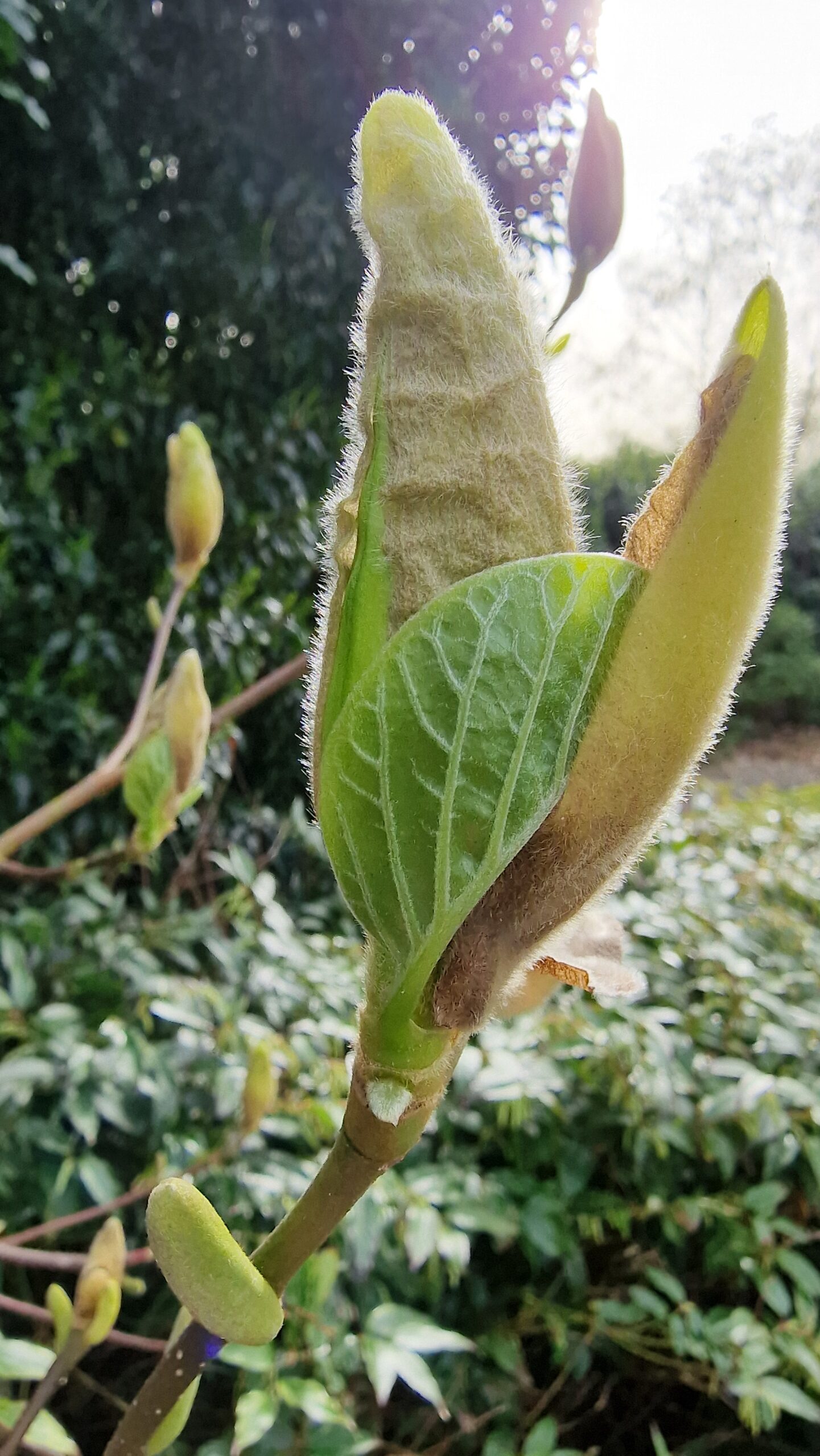 Opkomende plantknop met groen blad tegen een achtergrond van gebladerte.
