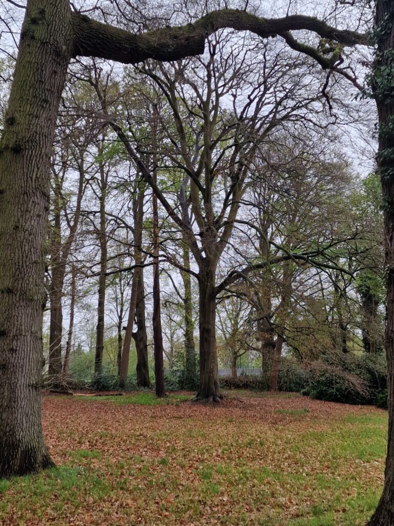 Bomen met kale takken in een park, op een met bladeren bedekte grond.