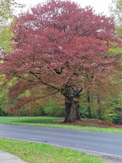 Prachtige boom met rode bladeren naast een weg, groene omgeving in de lente.