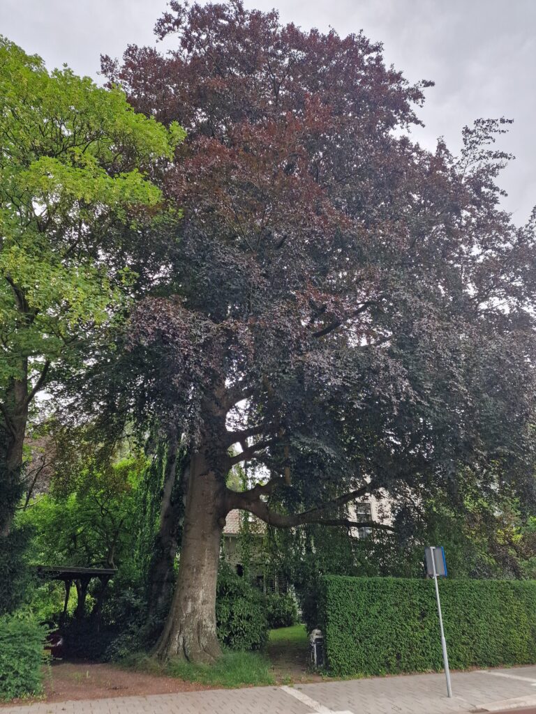 Grote boom met donkere bladeren naast een huis en een heg langs een stoep.