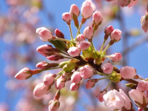 Roze bloesemknoppen tegen een helderblauwe lucht, enkele bloemen beginnen te bloeien.