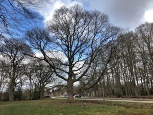 Grote boom zonder bladeren naast een weg met auto's, tegen een bewolkte hemel.