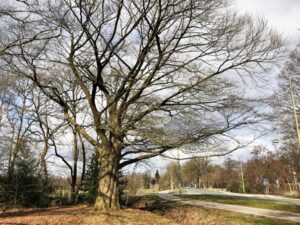 Grote, kale boom langs een weg met bewolkte lucht in een natuurlijke omgeving.